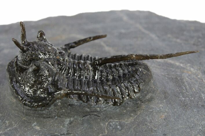 Devil Horned Cyphaspis Walteri Trilobite - Mrakib, Morocco #312262